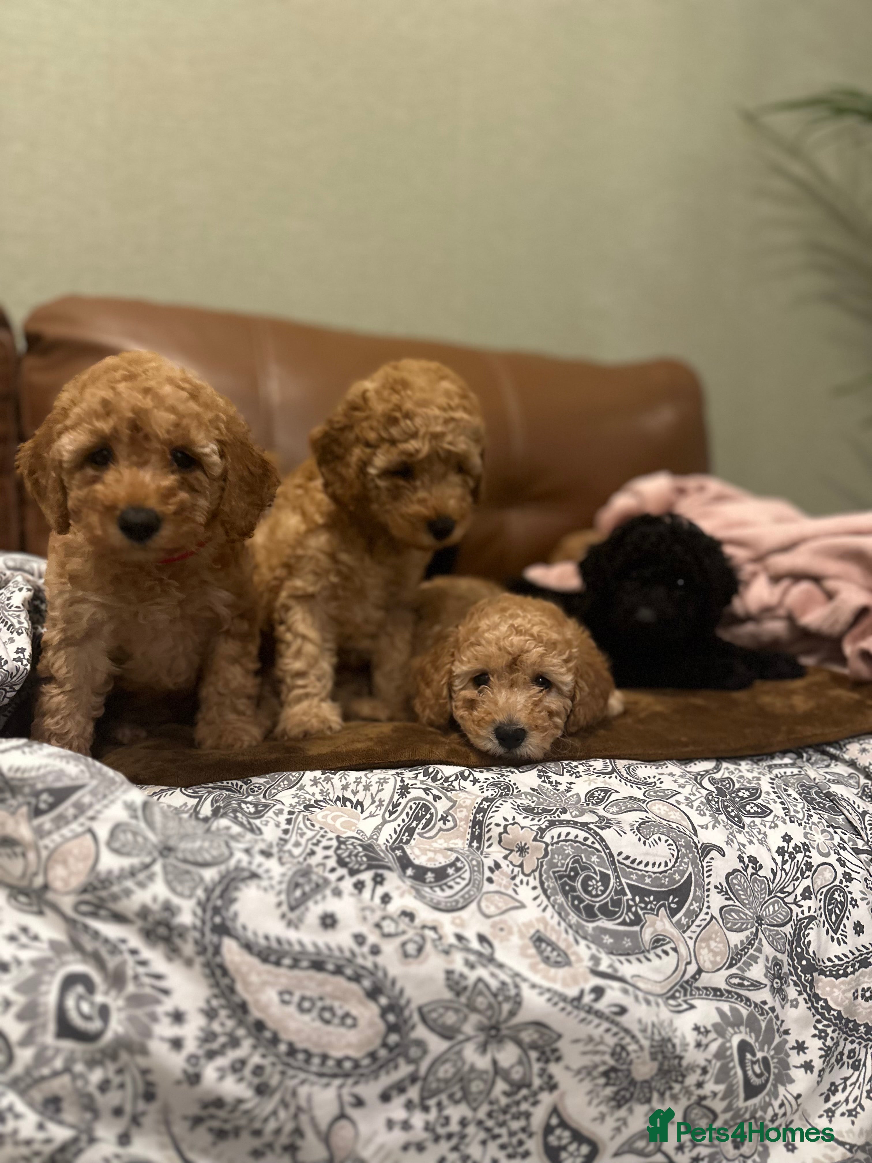 Toy Poodle dogs Stunning toy poodles LAST BLACK FEMALE  - Advert 16