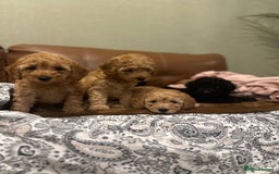 Toy Poodle dogs for sale: Stunning toy poodles  - Advert 33
