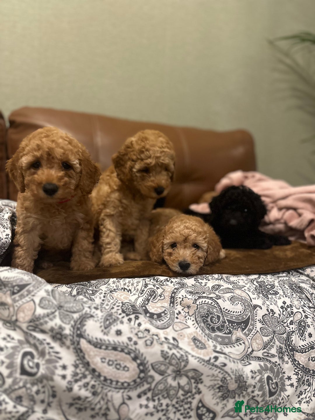 Toy Poodle dogs for sale: Stunning toy poodles  - Advert 33
