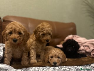 Toy Poodle dogs Stunning toy poodles LAST BLACK FEMALE - Advert 1