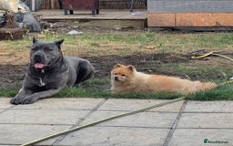 Cane Corso dogs for sale: 8 beautiful cane corsos  - Image 26