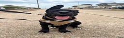 Mixed Breed dogs for sale: Cross breed puppy in Brighton - Advert 4