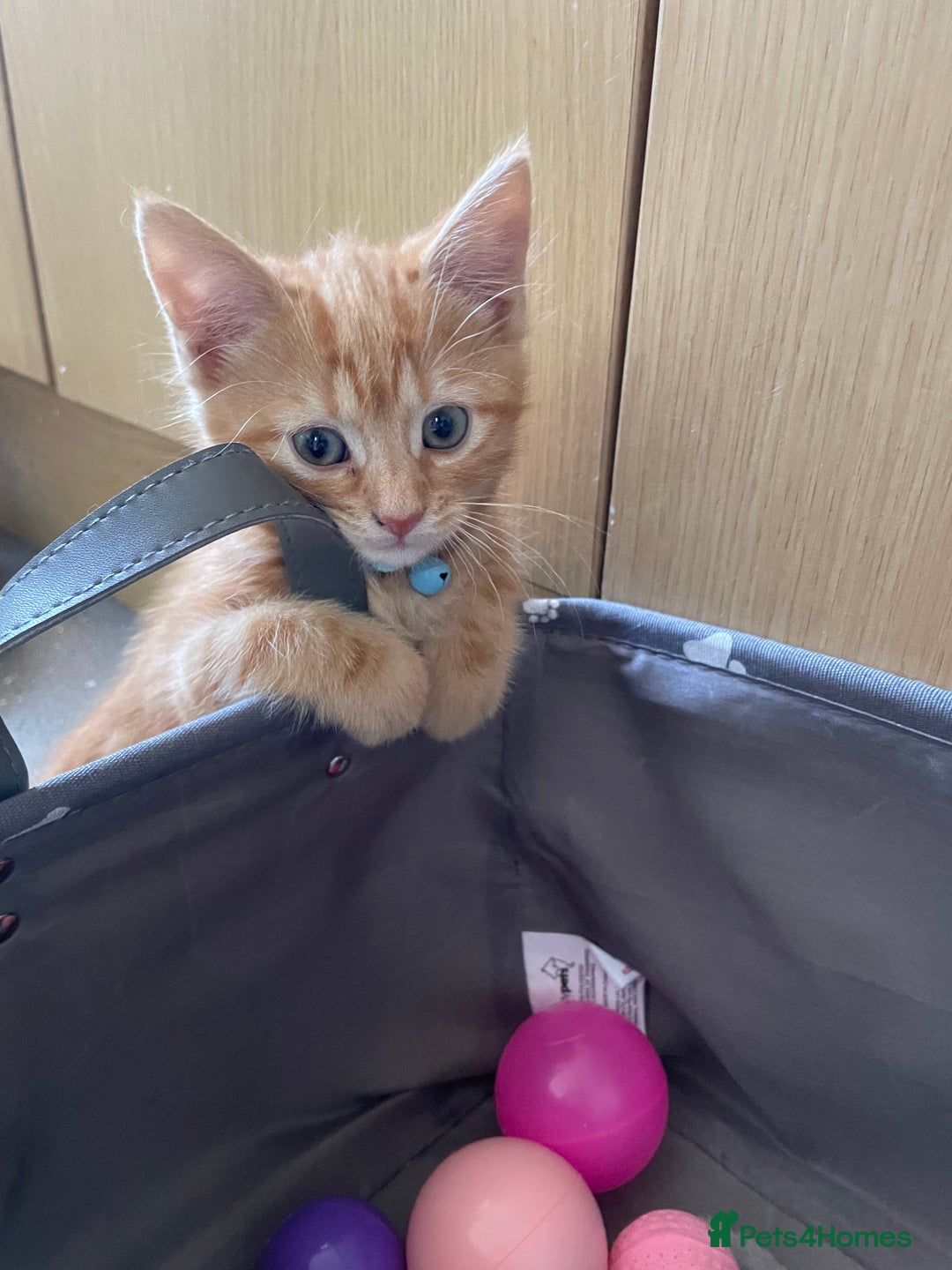 Domestic Shorthair cats for sale: Kittens  - Image 7