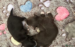 Chihuahua dogs for sale: Chocolate Girls Longhair Chihuahua  - Image 14