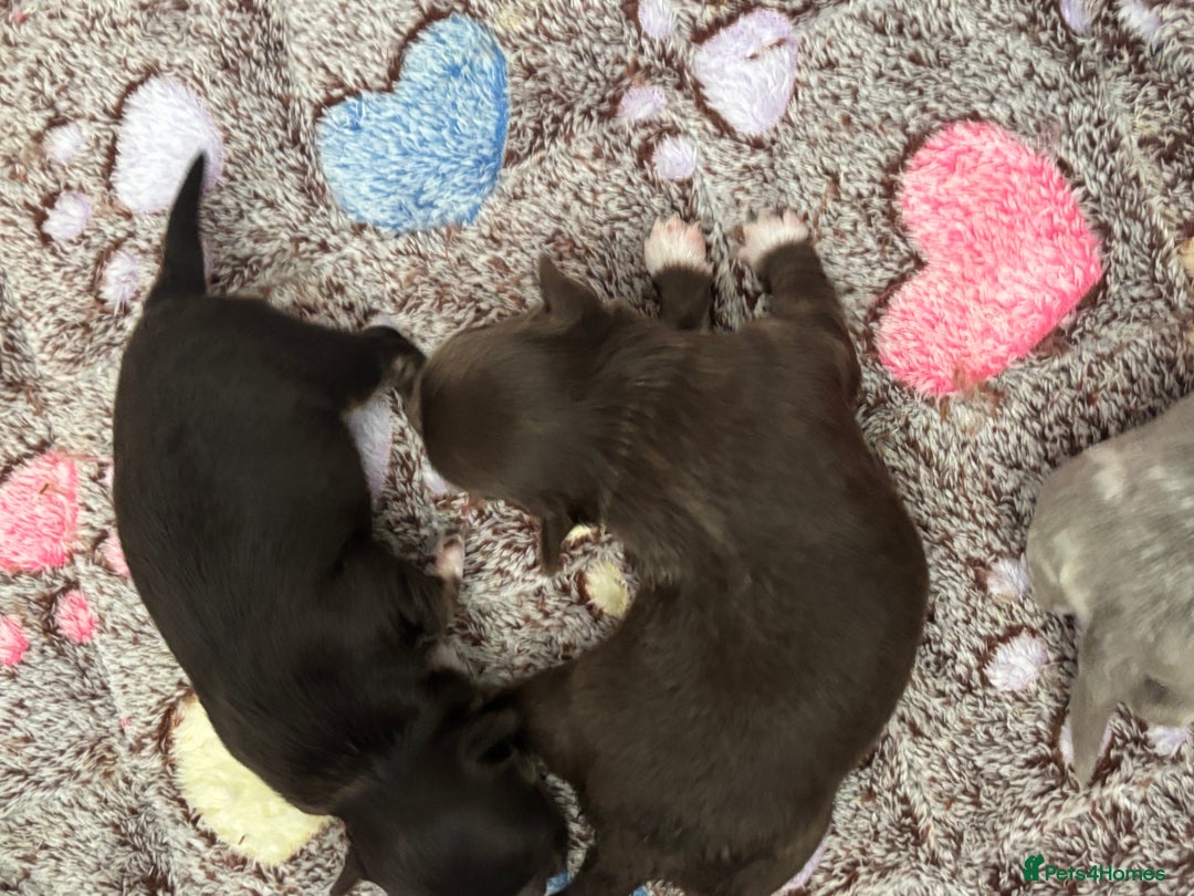 Chihuahua dogs for sale: Chocolate Girls Longhair Chihuahua  - Image 14