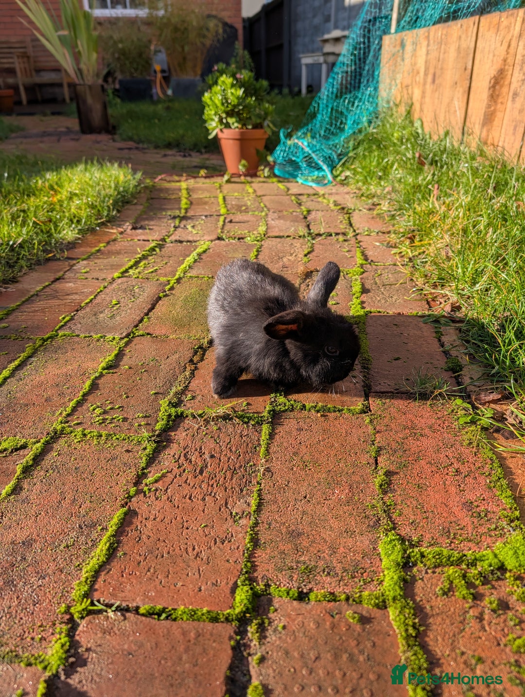 Mini Lop rabbits for sale: Beautiful minilops 10 weeks old boys available now - Advert 3