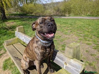 Staffordshire Bull Terrier dogs Beautiful Staffy Stud (Proven) - Advert 7