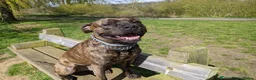 Staffordshire Bull Terrier dogs for stud: Beautiful Staffy Stud (Proven) - Advert 1