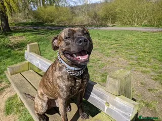 Staffordshire Bull Terrier dogs Beautiful Staffy Stud (Proven) - Advert 13