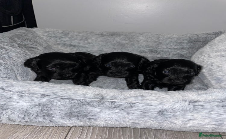 Cavapoo dogs Beautiful F1 Cavapoos  - Advert 11