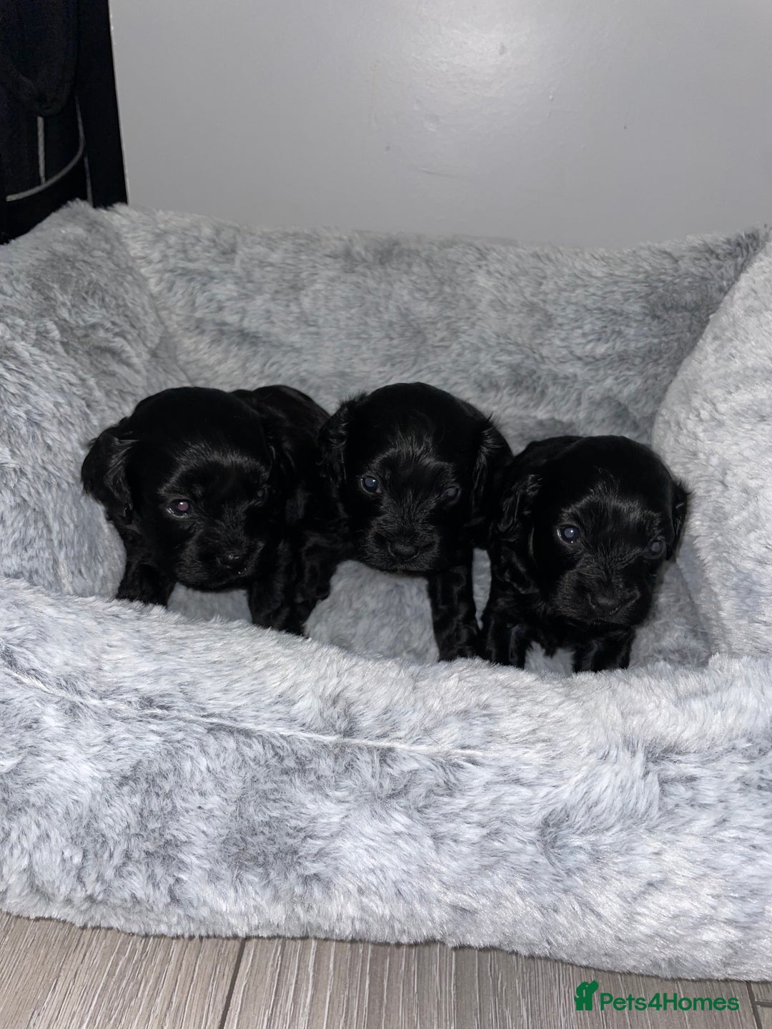 Cavapoo dogs for sale: Beautiful F1 Cavapoos  - Advert 1