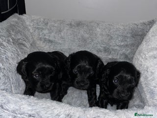 Cavapoo dogs Beautiful F1 Cavapoos - Advert 9