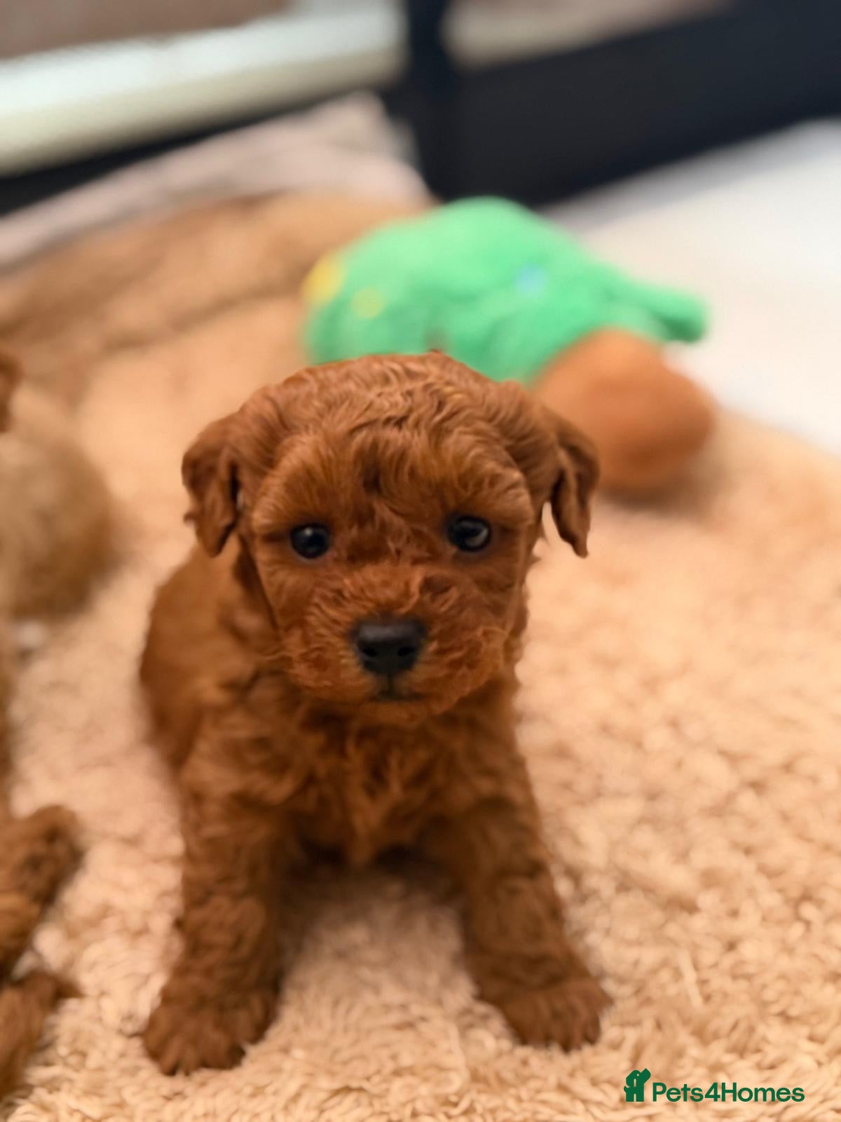 Poochon dogs Asian mini pochoon puppies -Tiny and Curly - Advert 2