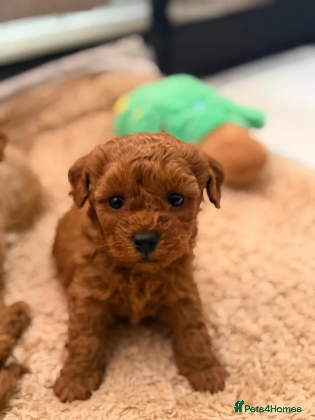 Poochon dogs for sale: Teddy bear pochoon puppies -Tiny and Curly - Advert 11