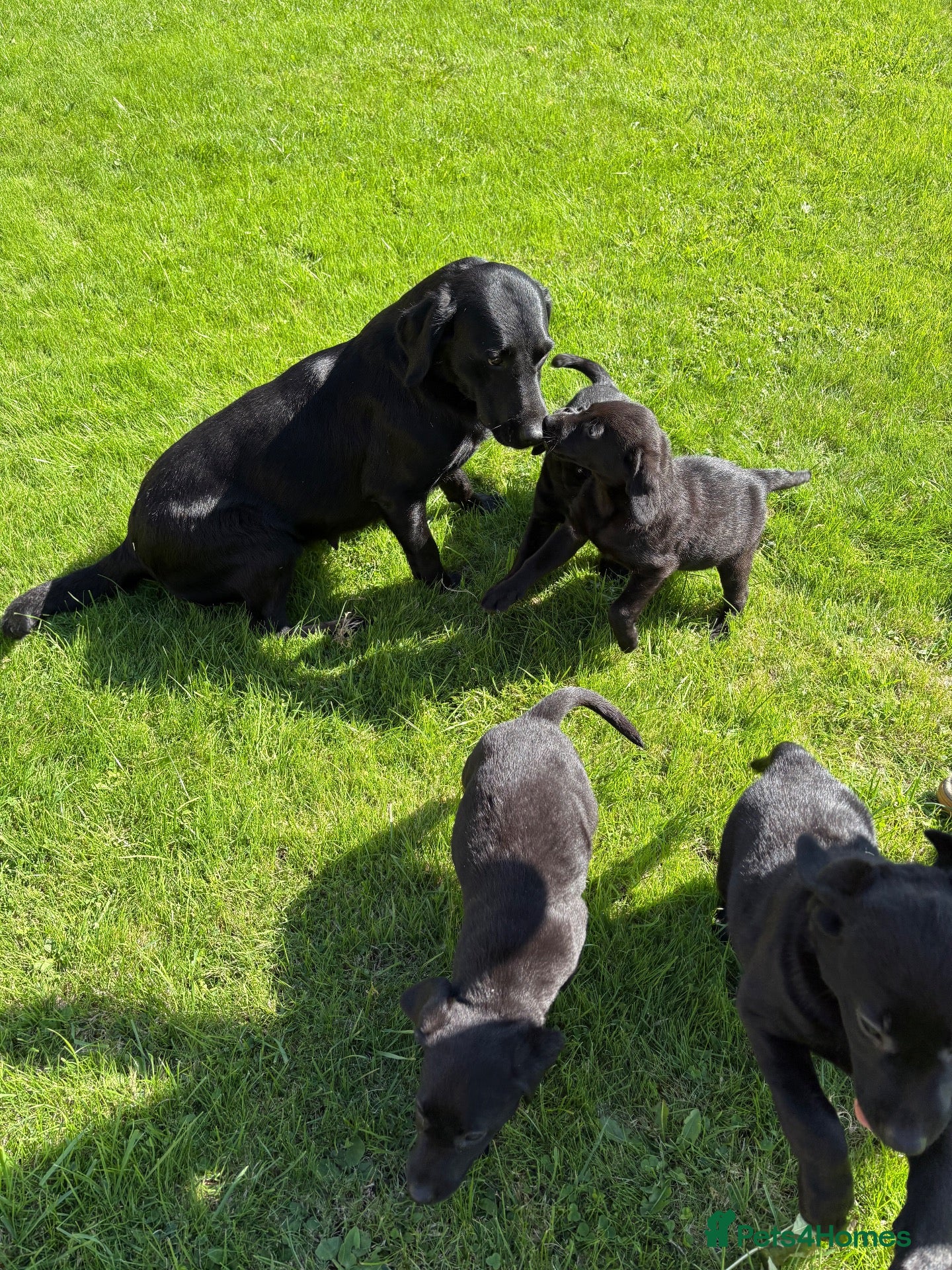 Labrador Retriever dogs Well bred KC Reg Labrador puppies - Advert 2