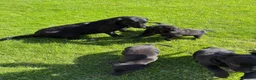 Labrador Retriever dogs for sale: Well bred KC Reg Labrador puppies - Advert 2