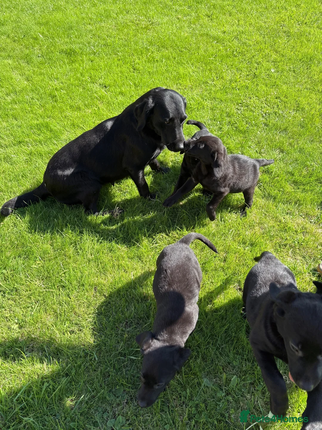 Labrador Retriever dogs for sale: Well bred KC Reg Labrador puppies - Advert 2