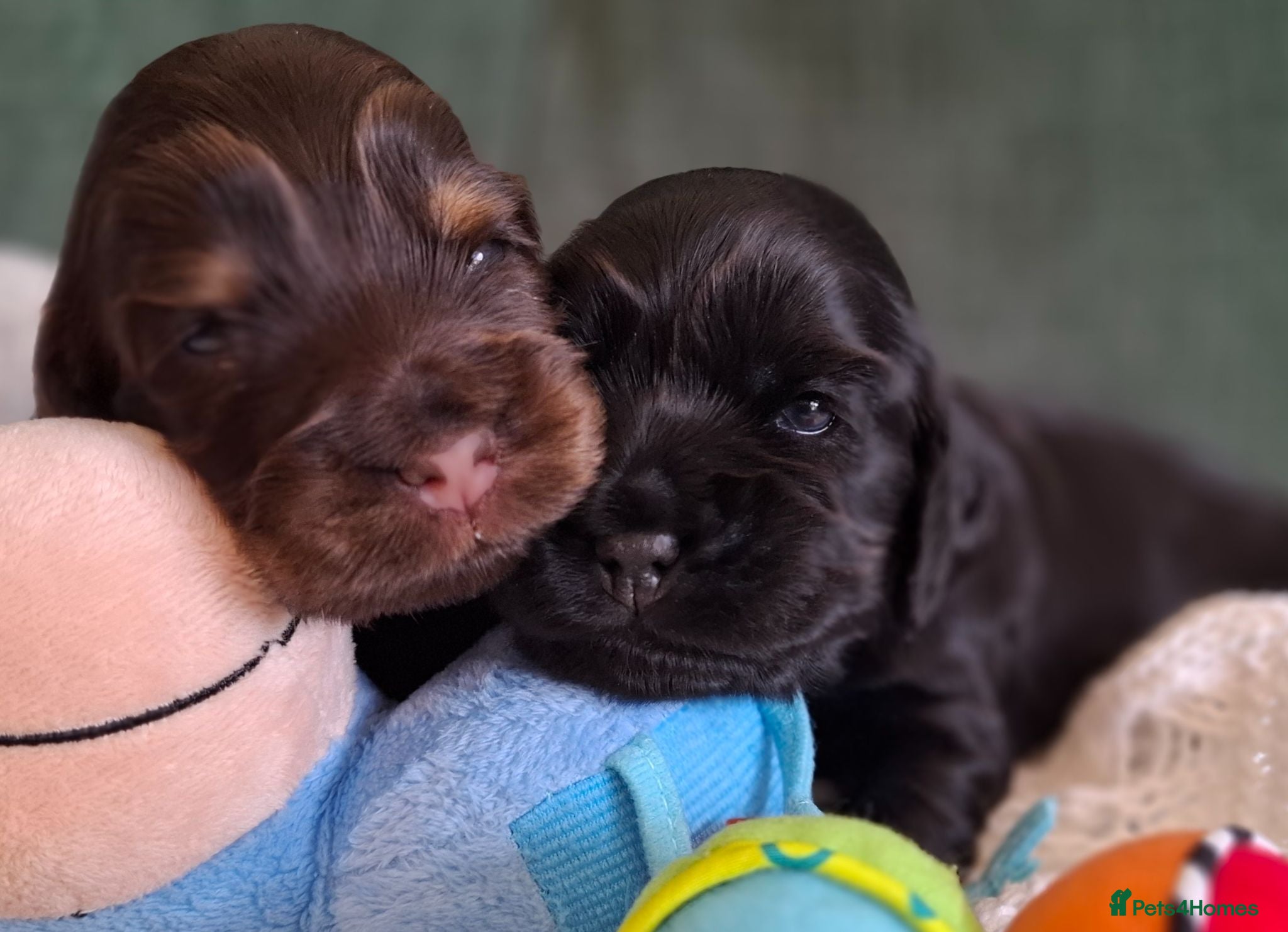 Cocker Spaniel dogs Show type KC Reg Cocker Spaniel Puppies Available - Advert 10