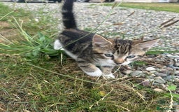Domestic Shorthair cats for sale: 3 Kittens for sale  - Image 7