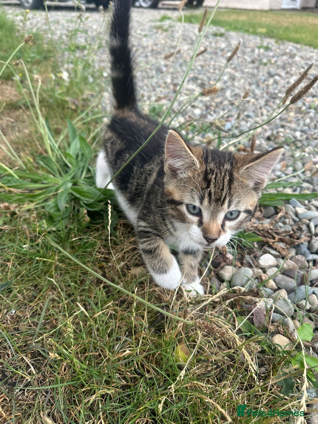 Domestic Shorthair cats for sale: 3 Kittens for sale  - Image 7