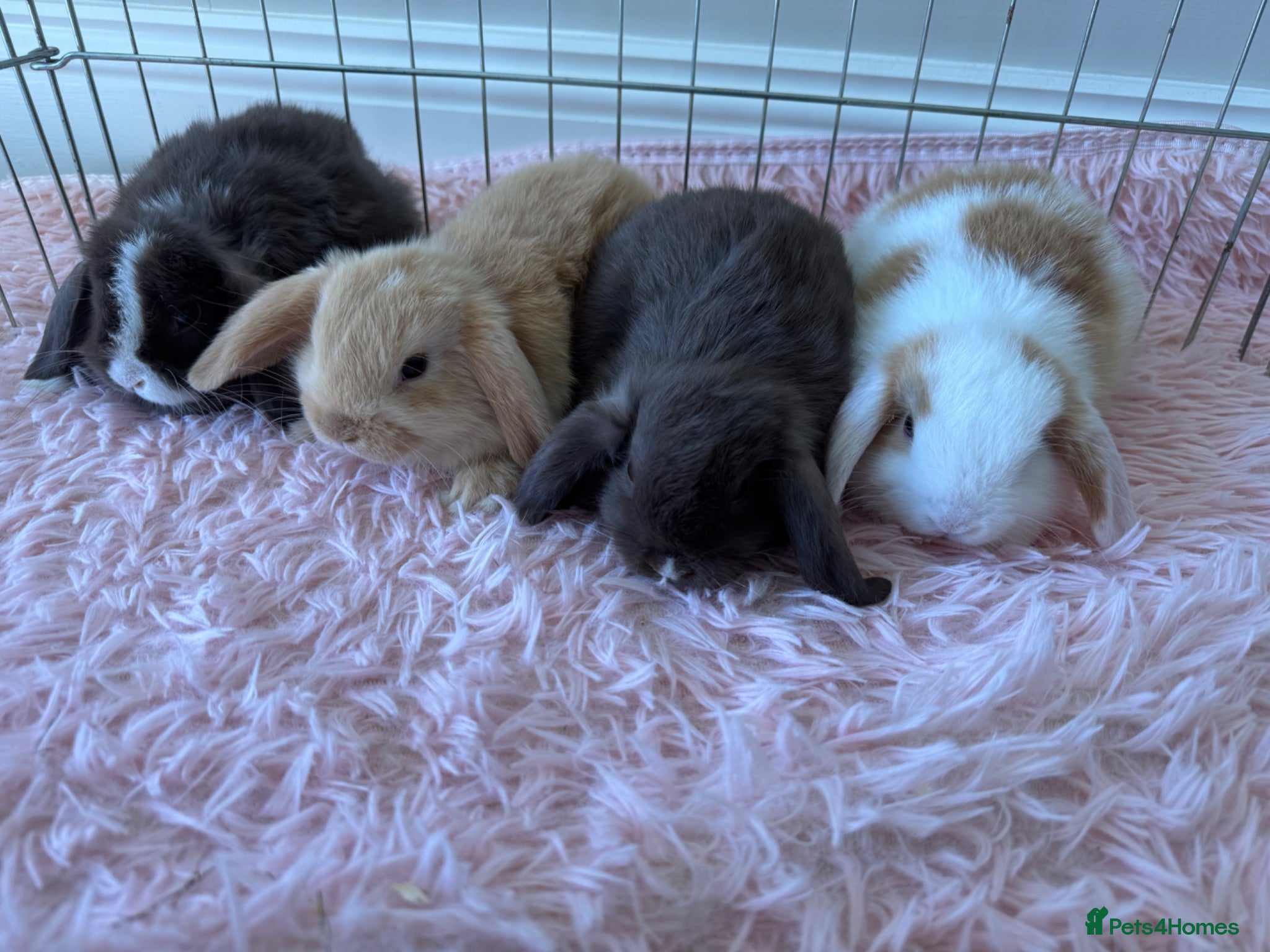 Mini Lop rabbits Sweet Baby Mini Lops - 17 July ready to leave  - Advert 12
