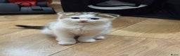 Scottish Fold cats for sale: Scottish fold kittens for sale ready to leave  - Advert 6