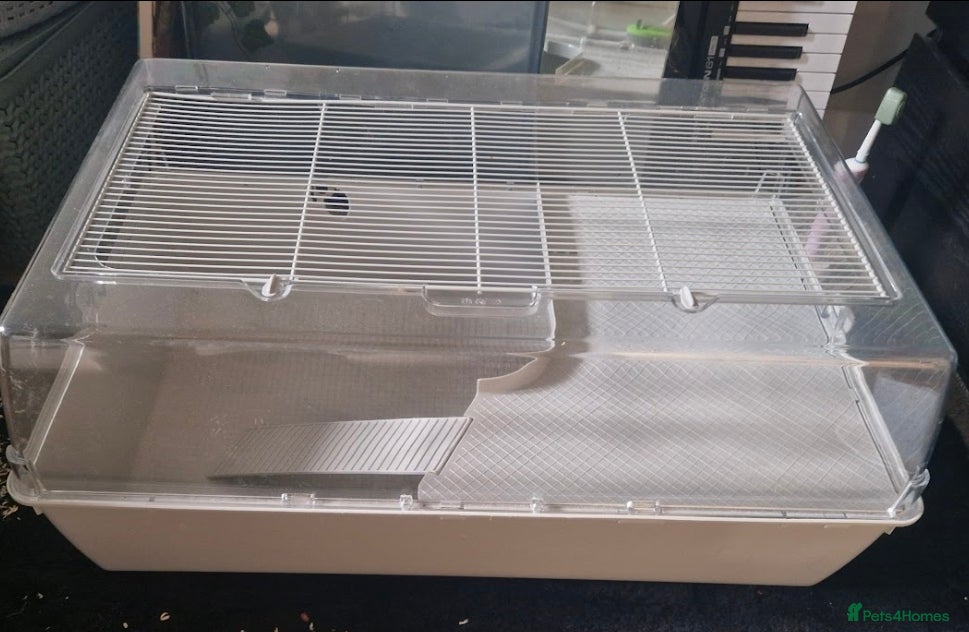 Hamster rodents Hamster items for sale - Advert 7