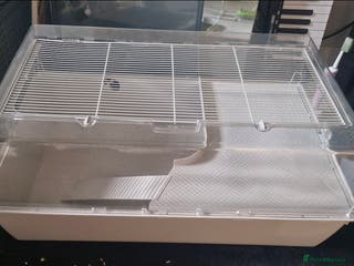 Hamster rodents Hamster items for sale - Advert 7