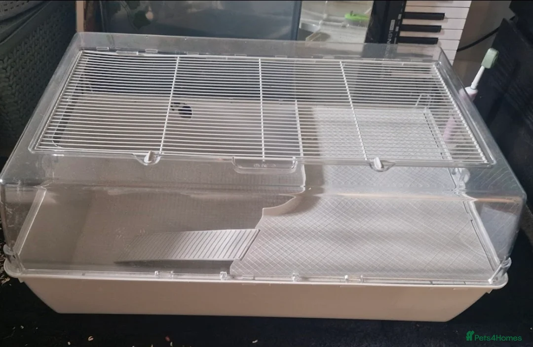 Hamster rodents for sale: Hamster items for sale - Advert 1