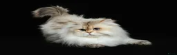 British Shorthair cats for sale:  ✨ Golden British Longhair Female ✨ - Advert 6