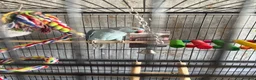 Ringnecks birds for sale: 9 month male ring neck  - Advert 6