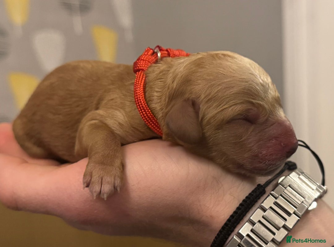 Cockapoo dogs for sale: Cockapoo Litter Due 25th January  - Advert 6