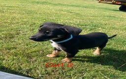 Mixed Breed dogs for sale: Collie x Huntaway - Image 5