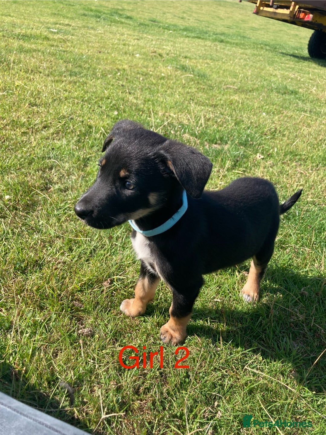 Mixed Breed dogs for sale: Collie x Huntaway - Image 5