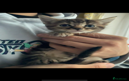 Domestic Shorthair cats for sale: 🌸Gorgeous kittens for sale🦋 - Image 4
