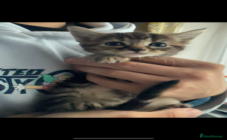 Domestic Shorthair cats - Advert 18