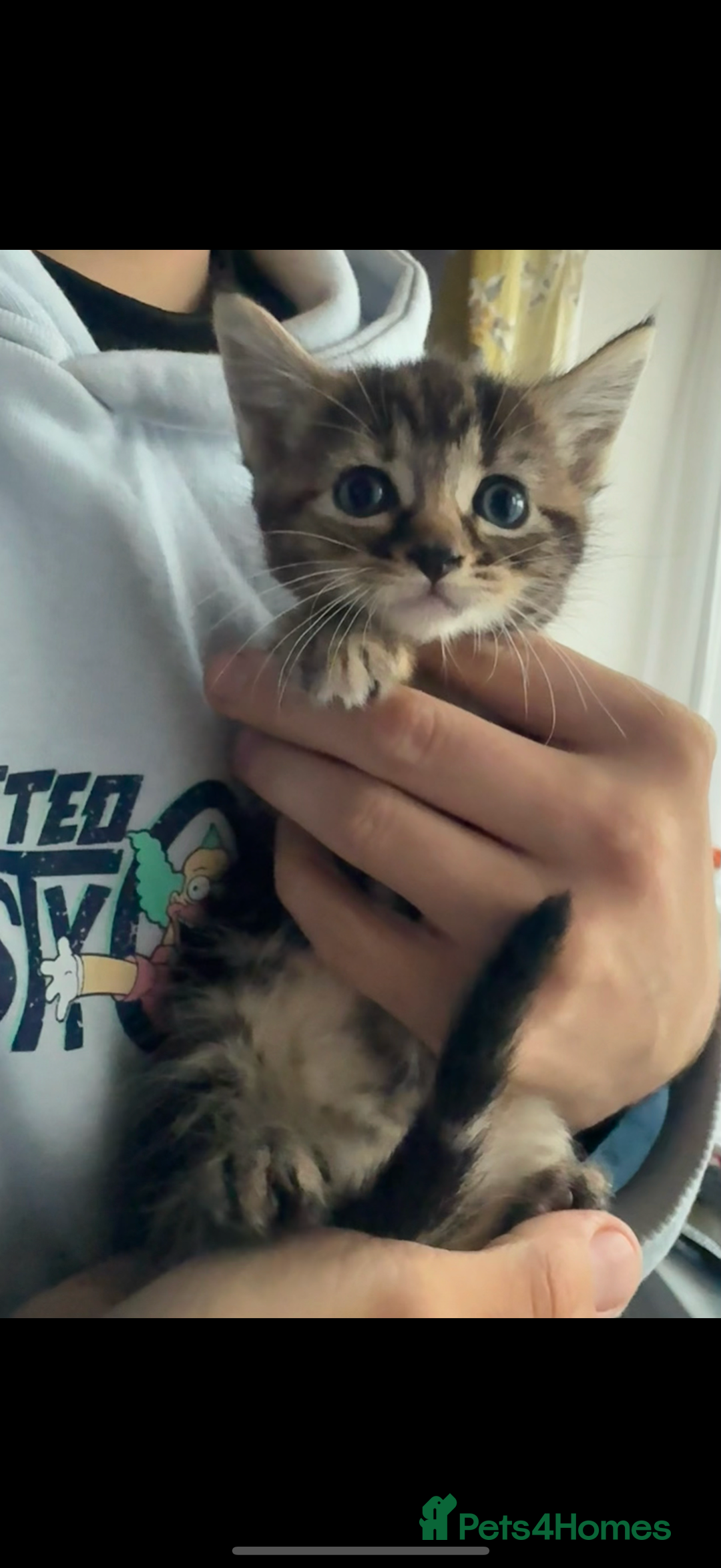 Domestic Shorthair cats for sale: 🌸Gorgeous kittens for sale🦋 - Image 4