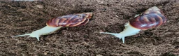 Snails invertebrates for sale: 🐌 10 Beautiful Giant African Land Snails 🐌 in Plymouth - Advert 9