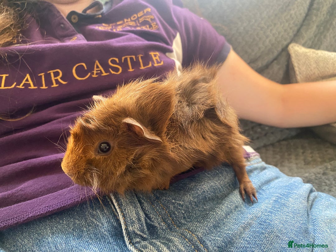 Guinea Pig rodents for sale: friendly boys available  - Image 2