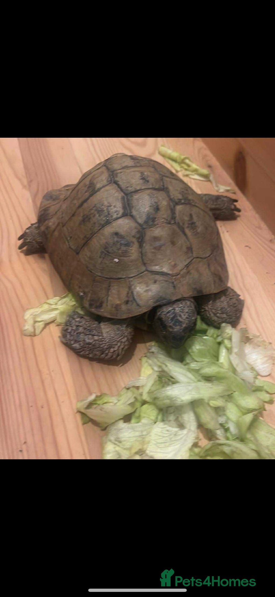 Tortoise reptiles for sale: Male tortoise - Image 3