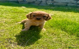 Cavalier King Charles Spaniel dogs for sale: Stunning cavalier King Charles spaniel puppies. - Image 27
