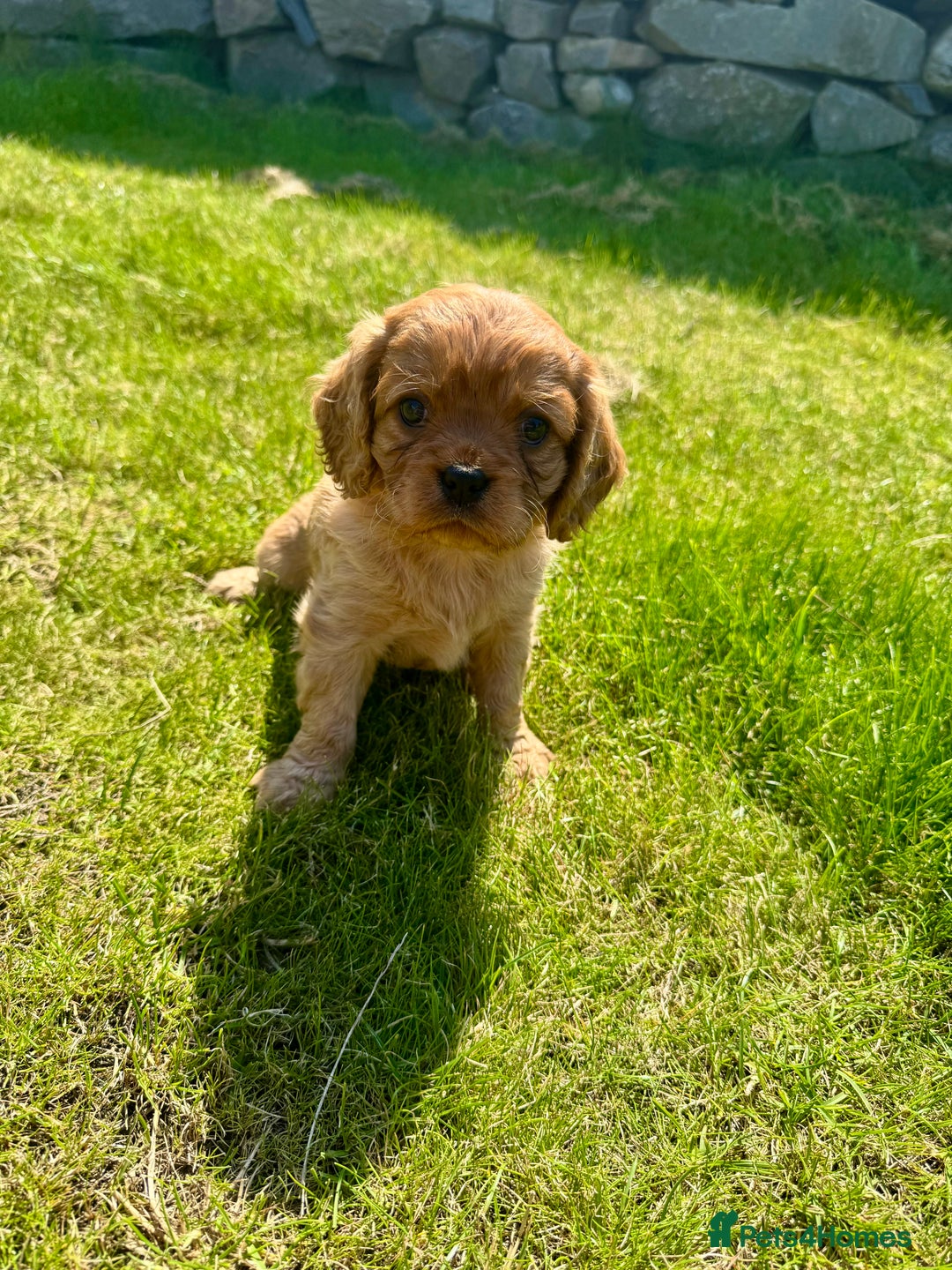 Cavalier King Charles Spaniel dogs for sale: Stunning cavalier King Charles spaniel puppies. - Image 27