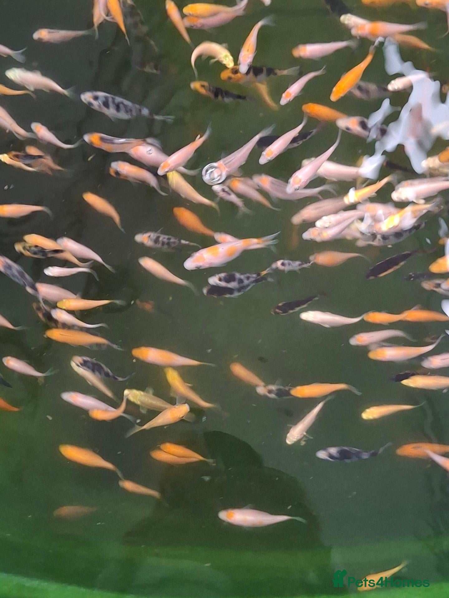 Koi Carp fish Koi fry 1-3 inch  - Advert 1