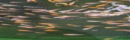 Koi Carp fish for sale: Koi fry 1-3 inch  in Willenhall - Advert 1
