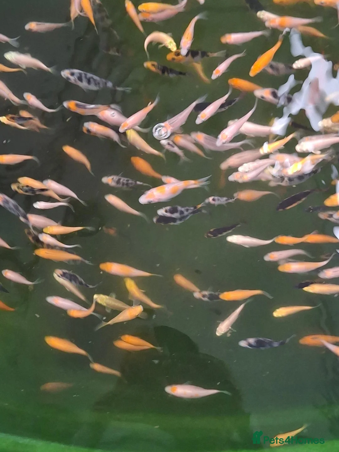 Koi Carp fish for sale: Koi fry 1-3 inch  in Willenhall - Advert 1