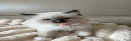 Ragdoll cats for sale: 4 ragdoll boys - Advert 6