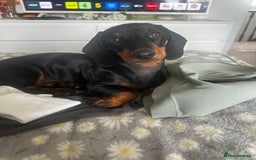 Miniature Dachshund dogs for sale: Miniature dachshund  - Image 3