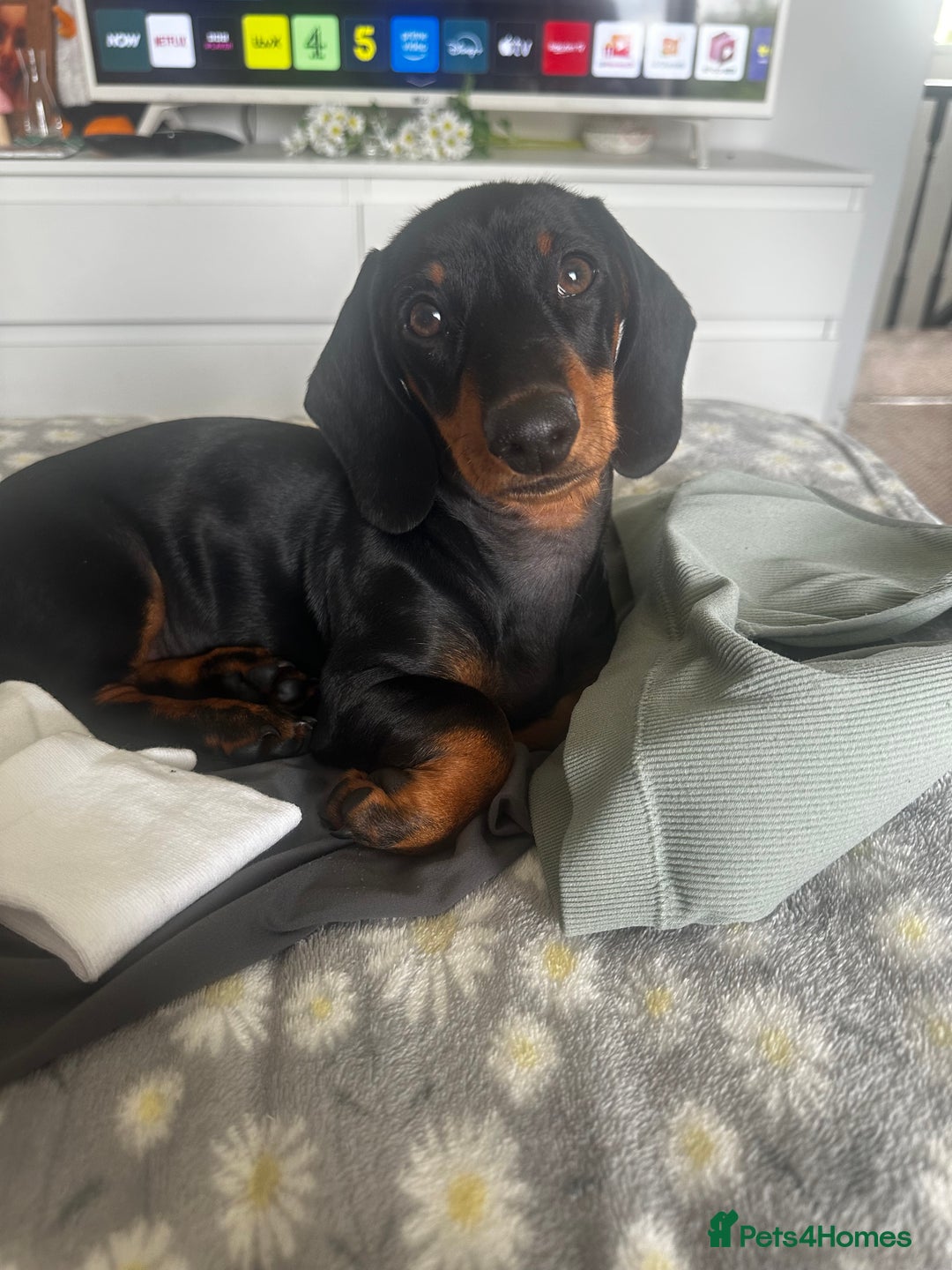 Miniature Dachshund dogs for sale: Miniature dachshund  - Image 3