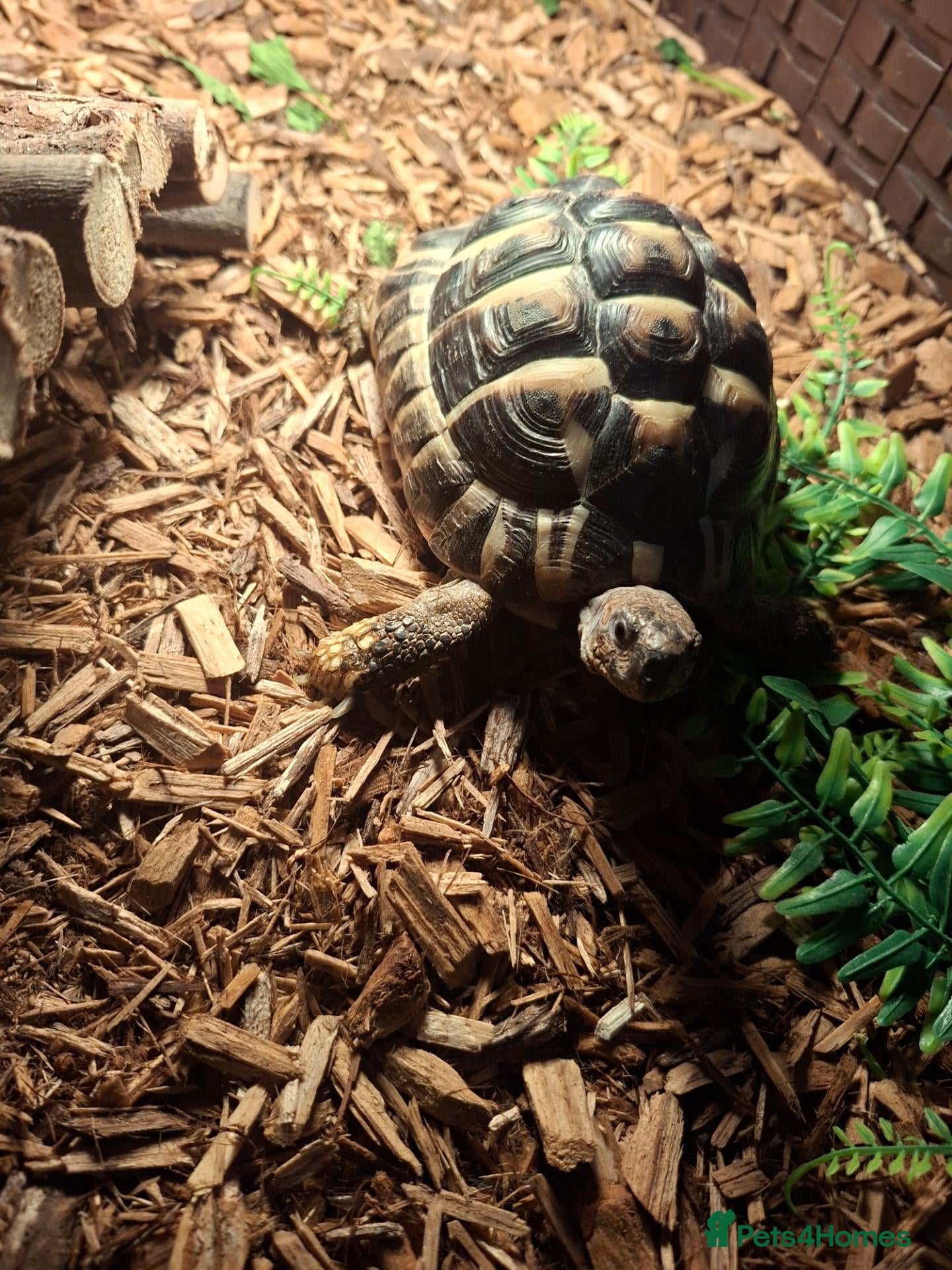 Tortoise reptiles Herman tortoise  - Advert 2