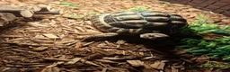 Tortoise reptiles for sale: Herman tortoise  in York - Advert 2
